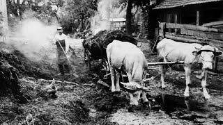 Ländliches Leben in Mittelfranken um 1900 [upl. by Edwine]