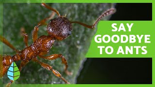 Natural Ways to Get Rid of Ants 🐜🌳 Effective Home Remedies for Garden and Orchard [upl. by Kerns]