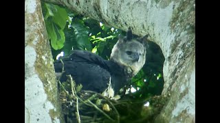 Rare Harpy Eagle Caught on Camera  Deadly 60  Series 2  BBC Earth [upl. by Eitsud945]