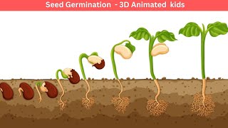 3D animated What is Germination of Seed  Plant Science for Kids  Educational Videos  germination [upl. by Abana45]