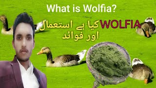 What is Wolfia Wolfia Lemna Benefits and Uses  Lemna Minor  Wolfia Farming [upl. by Eirek]