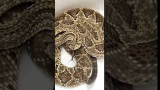 Neotropical Rattlesnake Slow mo rattling and tongue [upl. by Akoek]