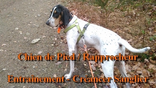 Chien de pied  Rapprocheur  Entrainement Créancer Sanglier [upl. by Kcirddes56]