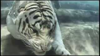 Bengal White Tiger Swimming Underwater HD [upl. by Sallyann]