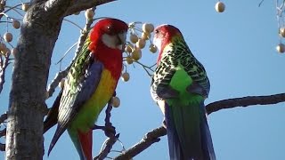 Rosellas Courting in Spring •▽• ❤♥ •▽• [upl. by Frick]