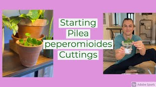 How to Start Pilea peperomioides Cuttings shorts [upl. by Linell288]