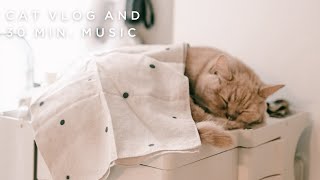 【作業用BGM】気持ちが落ち着く１時間の音楽｜2022 Music art and cats [upl. by Lemieux]