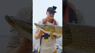 Aggressive Pike at Ganglers Lodge Check out “The Outpost” on Jay Siemens Channel for full video [upl. by Rocher646]