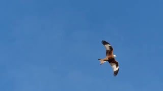 Red Kite diving into garden [upl. by Manon]