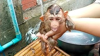 Cute little monkey jalie is taking a bath early in the morning [upl. by Fawcette]