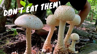 7 Common Poisonous Mushrooms You Should Know [upl. by Yroger]