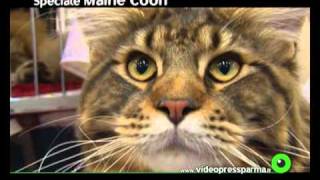 Speciale Maine Coon a cura di Rose Ricaldi [upl. by Bibeau]