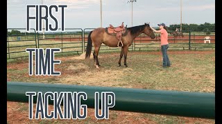 First Saddling on a Colt [upl. by Niwhsa]