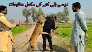 Bully Kutta  Dog 🐶  Complete Information  Dog Care  Diet  Food Plan  Dog Tips  Tricks [upl. by Yragerg]