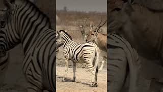 Elands and Zebra 🦓 ❣️ in Etosha National Park 🏞️ 🐯  Namibia  animals national park shorts [upl. by Einhapets]