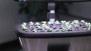 How to Transplant Seedlings  AeroGarden Indoor Gardening Month [upl. by Inol]