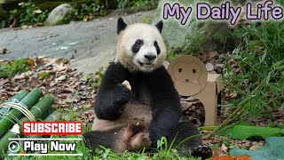 【Life Of Returnee Pandas】Episode 6 Life of Panda Le Le in Dujiangyan  iPanda [upl. by Aenehs43]