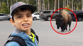 8 Bison Encounters You Will Regret Watching [upl. by Enenaej]