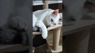 Bored cat in a catcondo catspurrific jeethecat catsofyoutubecatnap catcondowhitecatboredcats [upl. by Shamrao]