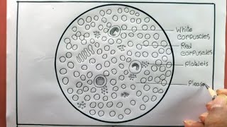 How To Draw Slide Of Human Blood Step By Step [upl. by Iohk]