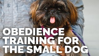 Obedience Training for the Small Dog  Trailer [upl. by Cesar]