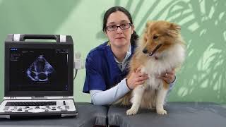 Veterinary Echocardiography Tips 3 ways to optimise your left apical 4chamber view [upl. by Ralfston167]