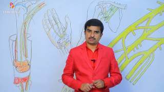 Median nerve anatomy  Usmle quick review lecture  Dr Bhanu prakash [upl. by Orford]