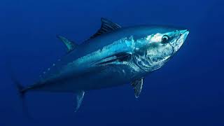 09 Save the Bluefin Tuna [upl. by Haela]