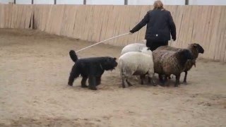 Bouvier des Flandres herding balance training [upl. by Ahseekan207]