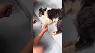 Saving abandoned dog left by former owner on the street❤️ [upl. by Earb]