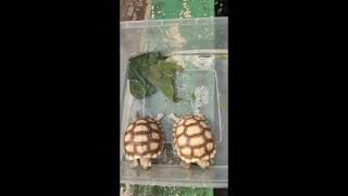 Rendam jemur sulcata dengan air rebusan daun sirih 🐢🥰 treatment education sulcata tortoise [upl. by Gulick]