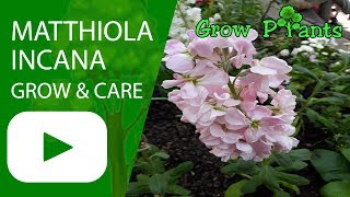 Matthiola incana  grow and care [upl. by Groves859]