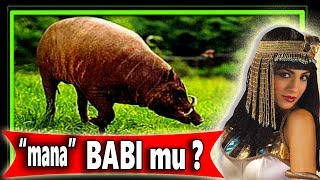 Cara Budidaya Ternak babi Cepat Besar gemuk dan Sehat bag3 [upl. by Anatollo]