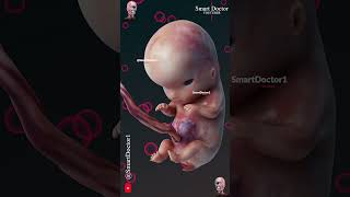 Fetal Development  The Creators Miracle 🤰🏻💞👶🏻 [upl. by Keever]