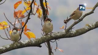 Italian Sparrow  Passer italiae  Passero italiano [upl. by Gascony]