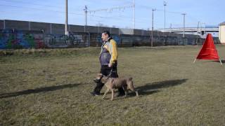 AMERICAN BANDOG AK47 EXTASY BANDOG FEMALE [upl. by Helbonnah97]