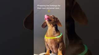 Taking 8 Weenies to the car wash… AT NIGHT dog dachshund shorts viral tiktok party [upl. by Maiocco]