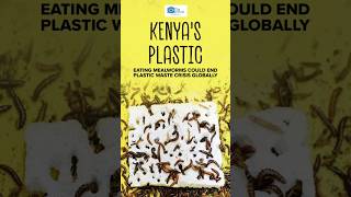 Plastic Eating Mealworms Found in Kenya that could End Plastic Waste [upl. by Draw]