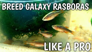 BREED GALAXY RASBORAS LIKE A PRO [upl. by Akialam]