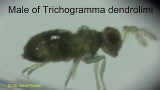 Under Microscope Wingless Male Trichogramma dendrolimi ex Eggs Archips rosana in Turkey [upl. by Adnilema]