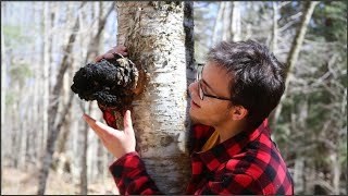 How to Harvest Chaga Correctly Featuring Birch Polypore [upl. by Soisanahta457]