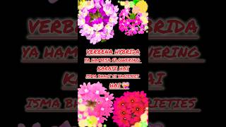 verbena flower care how to grow Verbena plant shorts viralshort vital Savita236 [upl. by Eob]