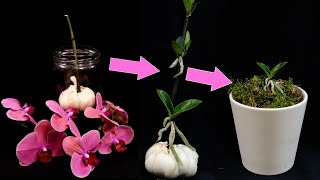 Orchids Propagation Grow Many Baby Orchids On Flower Stalk How It’s Done [upl. by Ahsieni]