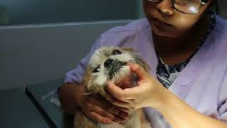 A 12yearold Shih Tzu is severely anaemic Pt 14 [upl. by Devlin]