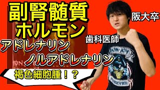 超絶わかりやすい！！副腎髄質ホルモンの作用 アドレナリン ノルアドレナリン α作用 β作用 褐色細胞腫【解剖生理学46】 [upl. by Cis]