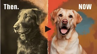 Dog breeds now and then [upl. by Ariaes]