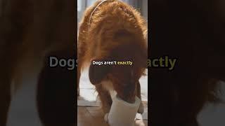 Why Do Dogs Drag Their Bums 🐶  Simple Dog Facts [upl. by Jobina]