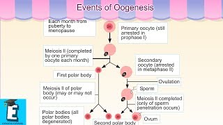 Events of Oogenesis Learn for Children and Kids  EDUKID Learning [upl. by Acirretal]