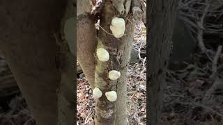 White cheese polypore fungi fungus on birch [upl. by Jocko158]