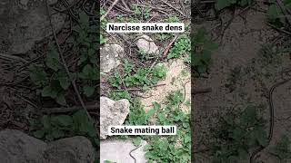 Narcisse snake dens  ManitobaCanada narcissesnakedens snakematingball manitoba canada snake [upl. by Stegman403]